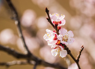 Spring flowers young apricot trees 