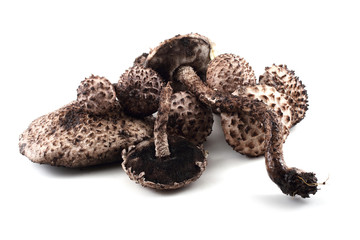 Strobilomyces strobilaceus (