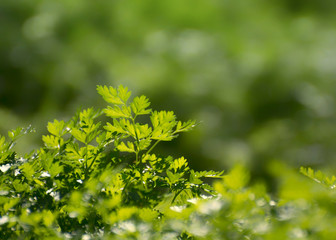 Juicy green grass lit by sunlight. Soft focus background.
