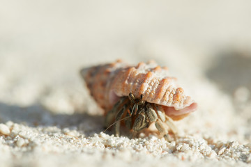 Small inhabitants