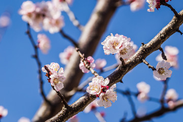 Spring flowers young apricot trees 
