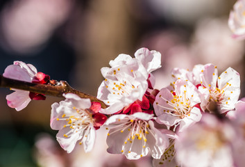 Spring flowers young apricot trees 