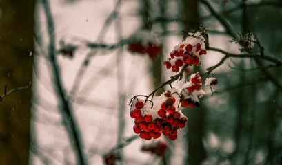 Winter forests