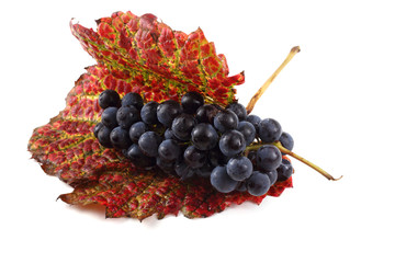 Black wine grape on autumn leaves