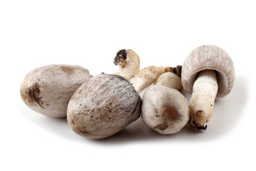 Coprinopsis atramentaria (Inky cap). Chinese medicine use this mushroom. Incompatible with alcohol.