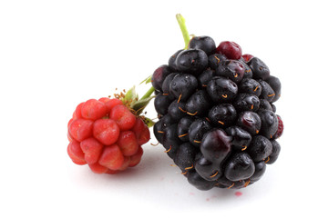 Ripe and unripe blackberries