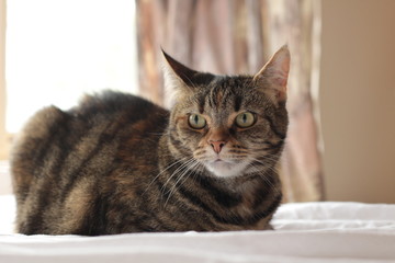 portrait of a cute mature family pet Tabby striped cat resting on a linen bed sheets in a bright room in the family home, Australia