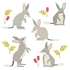 Australian Bilbies