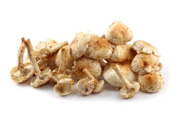 Honey agaric mushrooms (Pholiota squarrosa variety)