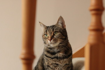 portrait of a cute mature family pet Tabby striped cat standing posing on the carpeted stairs looking out between the stair bannisters