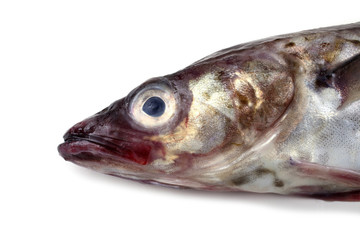 Alaska pollock