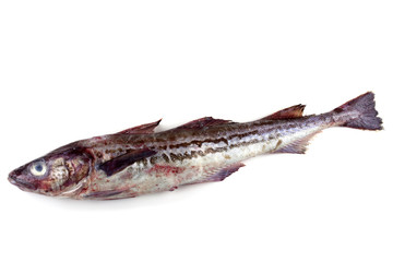 Alaska pollock