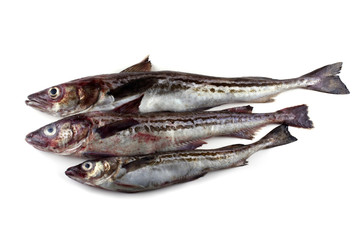 Alaska pollock