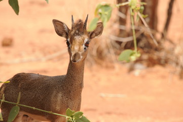 Africas wildlive and landscapes