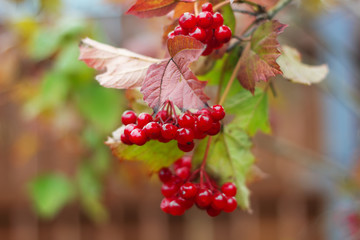 Ripe red viburnum berries on a branch. A snowball tree. Green branch of viburnum. Healthy berries. Food for vegans.