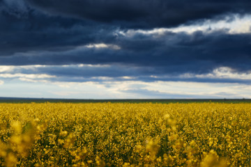 Obraz premium beautiful sunset over yellow flowers rapeseed field, bright springtime landscape, dark sky, clouds and sunlight