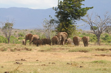 Obraz premium Africas wildlive and landscapes