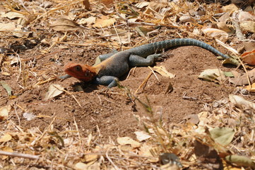 Africas wildlive and landscapes