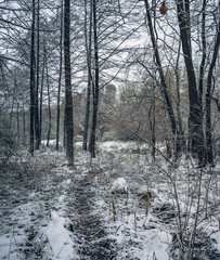 Winter forests