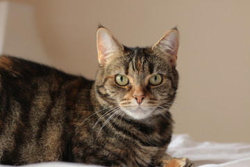 portrait of a cute mature family pet Tabby striped cat resting on a linen bed sheets in a bright room in the family home, Australia