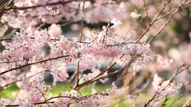 動画のオープニングに使いやすい満開の風でそよぐ桜