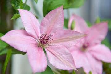 クレマチス　ピンク・ファンタジー