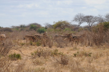 Fototapeta premium Africas wildlive and landscapes