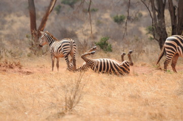 Africas wildlive and landscapes