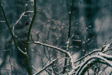 Winter forests