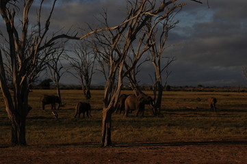 Africas wildlive and landscapes