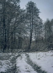 Winter forests