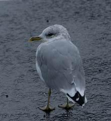 seagull37