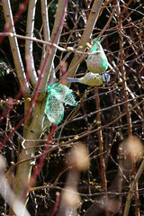 Eurasian blue tit (Cyanistes caeruleus) at the feeder