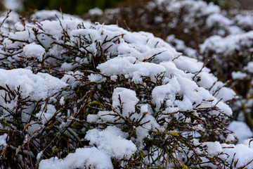 white snowflakes fell on the park bush