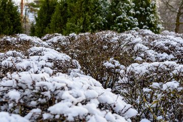 white snowflakes fell on the park bush