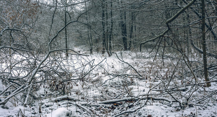 Fototapeta premium Winter forests