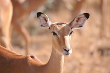 Africas wildlive and landscapes