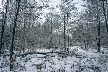 Fototapeta premium Winter forests