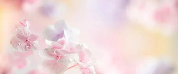 Schilderijen op glas Lente of zomer bloemen compositie gemaakt van verse hortensia bloemen op lichte pastel achtergrond. Feestelijk bloemenconcept met exemplaarruimte. Zachte focus, macrofotografie. © Svetlana Kolpakova