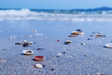 Shells on the beach for the background