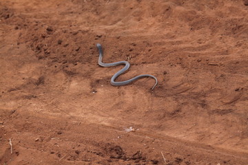 Africas wildlive and landscapes