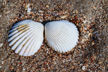 Shells on the beach for the background
