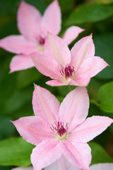 クレマチス　ピンク・ファンタジー