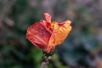 Hibiscus plant close up