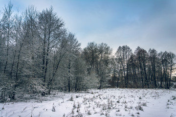 Winter forests