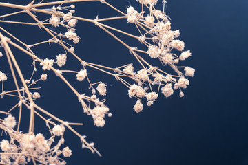view of Dried Gypsophila bouquet on blue background