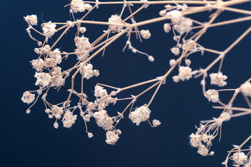 view of Dried Gypsophila bouquet on blue background