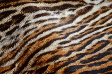 tiger fur background texture