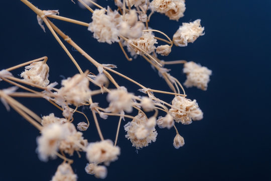 view of Dried Gypsophila bouquet on blue background