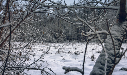 Winter forests